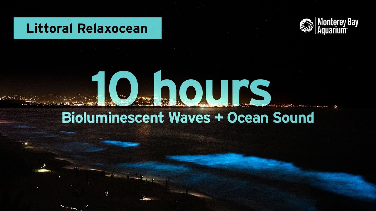 10 Hours of Mesmerizing Bioluminescent Waves & Calming Ocean Sounds 🌊