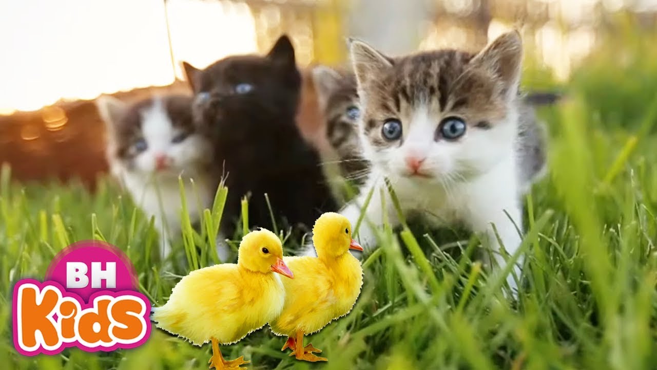 Bài Hát Thiếu Nhi Về Con Vật Dễ Thương 🐥😺