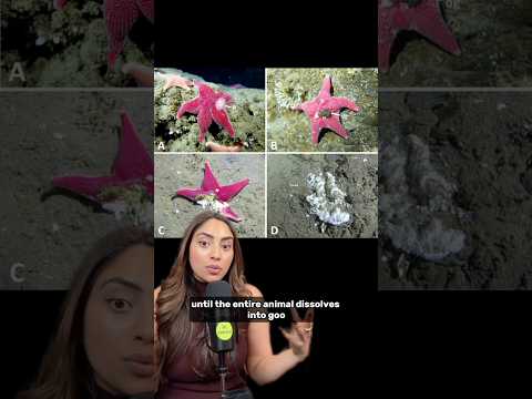 Scientists Finally Solve Mystery of Why 5 Billion Sea Stars Melted