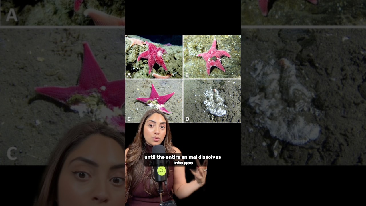 Scientists Unlock the Mystery Behind the Melting of 5 Billion Sea Stars 🧪