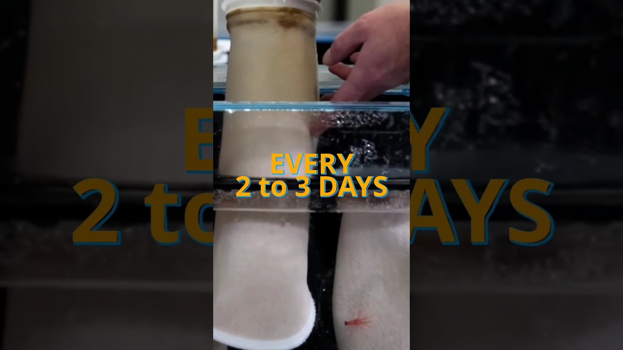 Effortless Aquarium Filtration with Innovative Marine's Filter Roller π