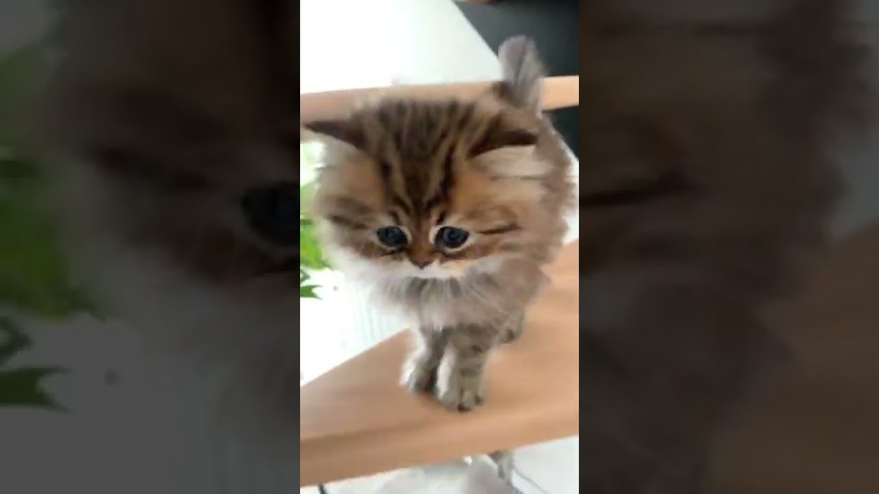 Petit chat qui court dans la maison 🏃‍♂️