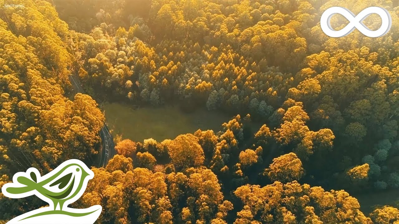 Relaxing Piano & Guitar Music with Birds ๐ถ