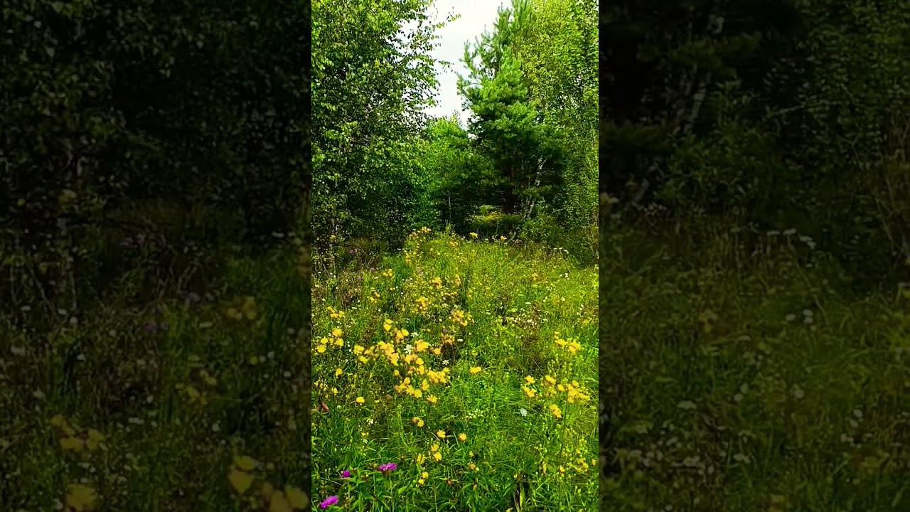 Очарование леса и романтическая музыка 🌿