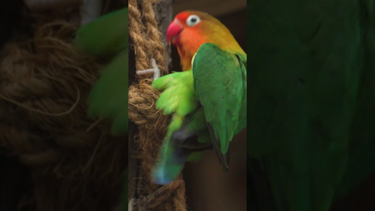 Fischer's Lovebird 🦜