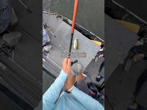 Why can’t the fish just CALM down!💔 #fishing #shorts