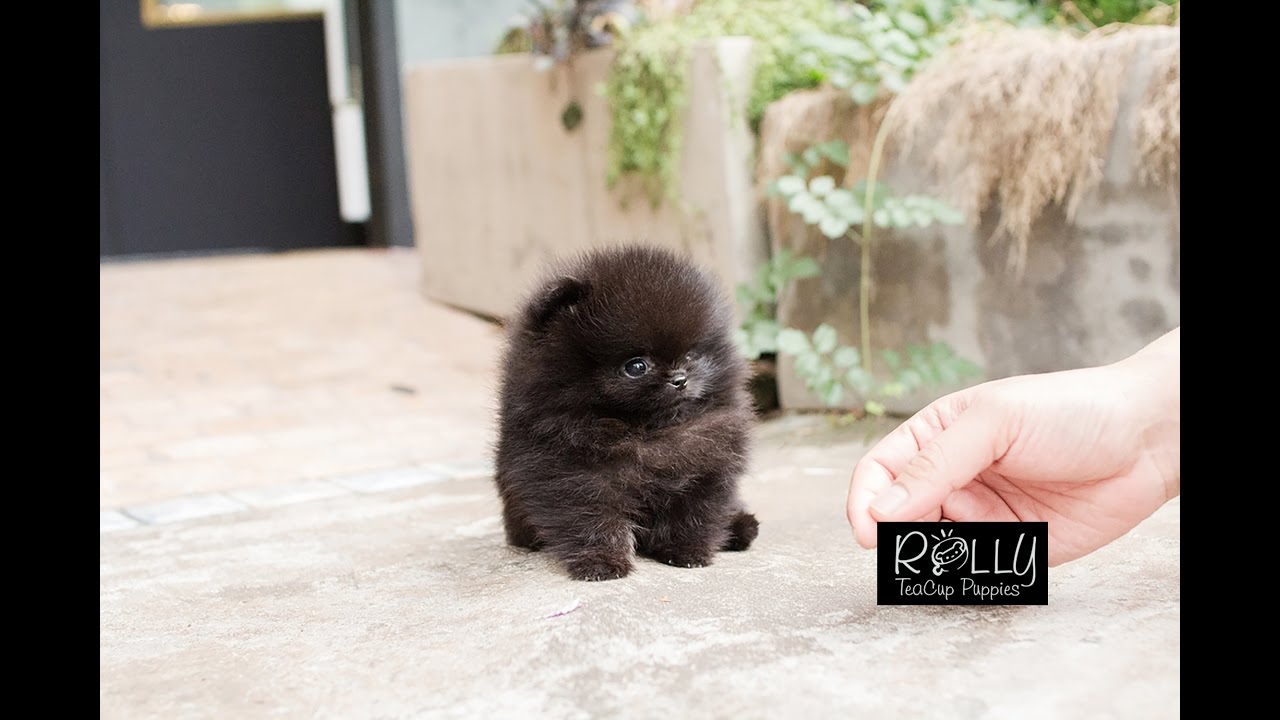 Adorable True Teacup Black Pomeranian Teddy Bear Puppy 🐾 – Health Guaranteed!