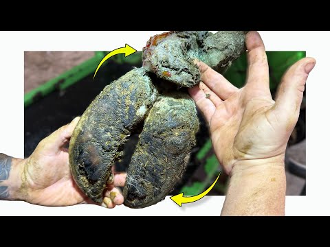 a HUGE DEW CLAW means trouble for these MASSIVE feet!