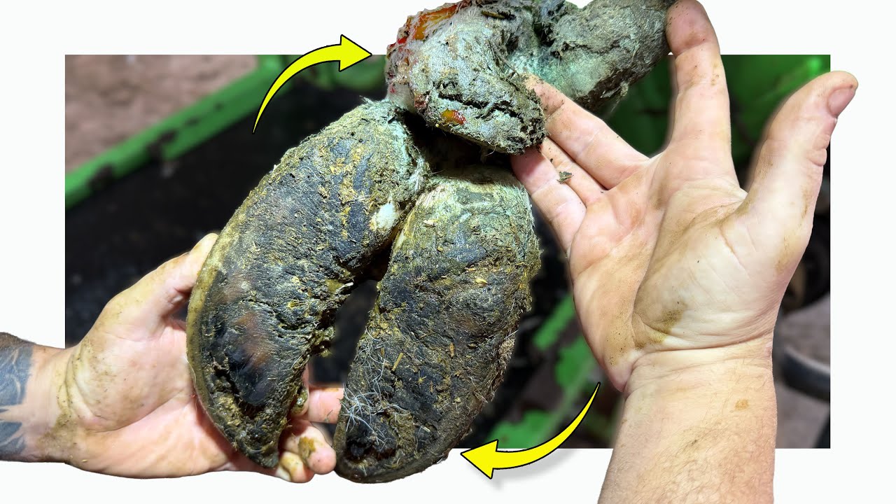 Massive Feet and a Huge Dew Claw: Watch the Hoof Trimming Challenge! π