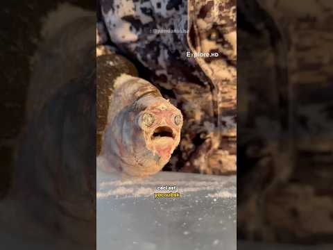 Survivre dans la Ville la Plus Froide du Monde