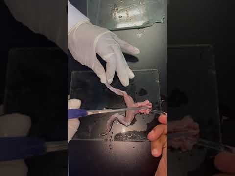 Life as a pharmacy student #china#pharmacy#Study#