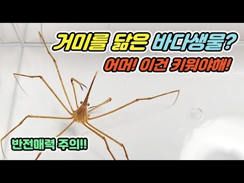 ★핵귀요미 등장★긴다리의 놀라운 활용법! 화살게 [TV생물도감]