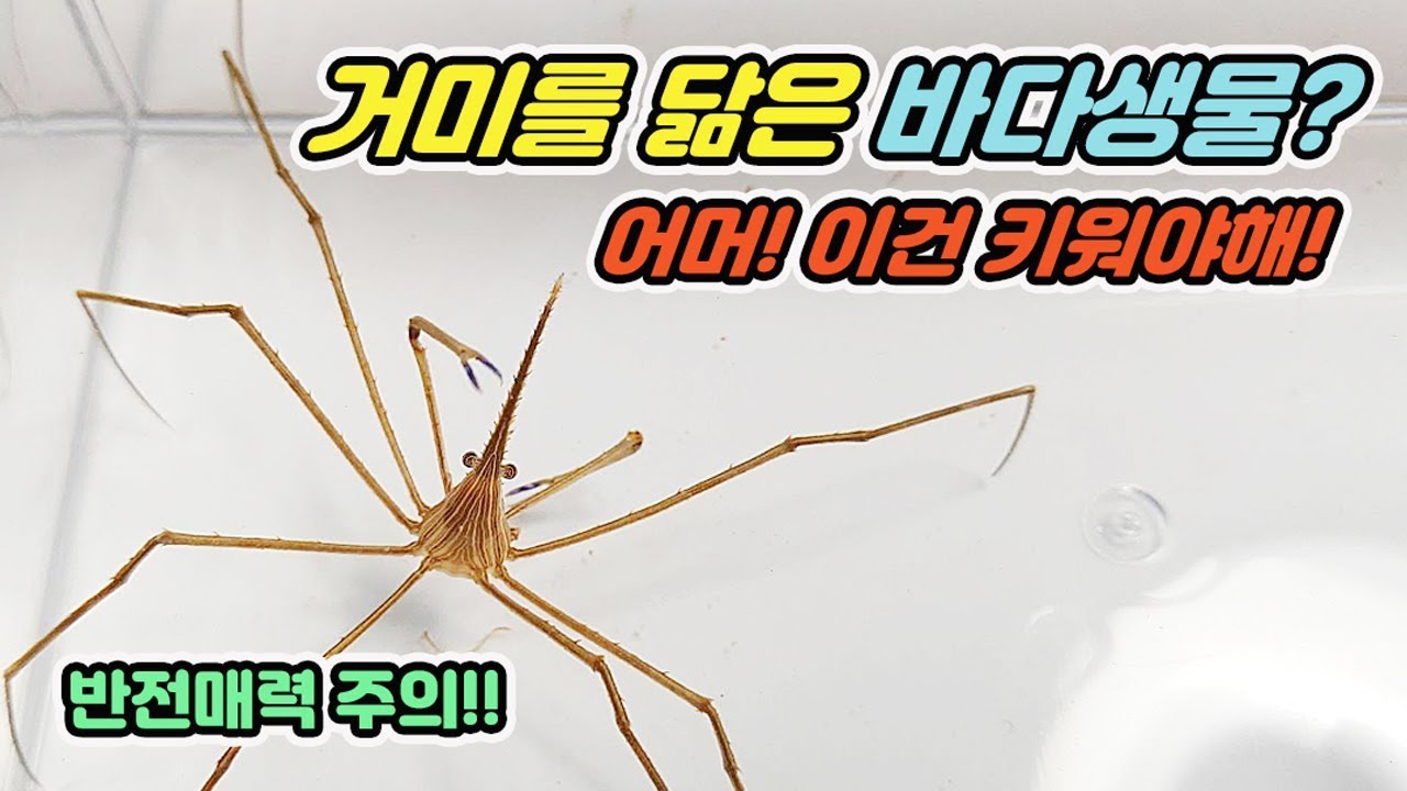 긴다리의 귀여운 화살게 활용법! 🦀 놀라운 매력 공개