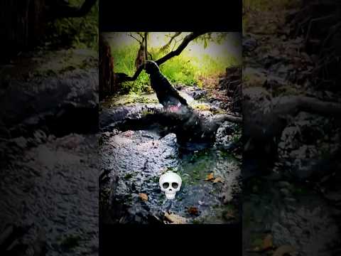 Animal Camouflage 💀