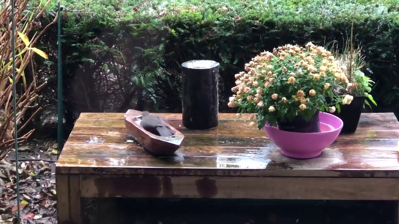 Merelvrouw neemt een bad 🛁