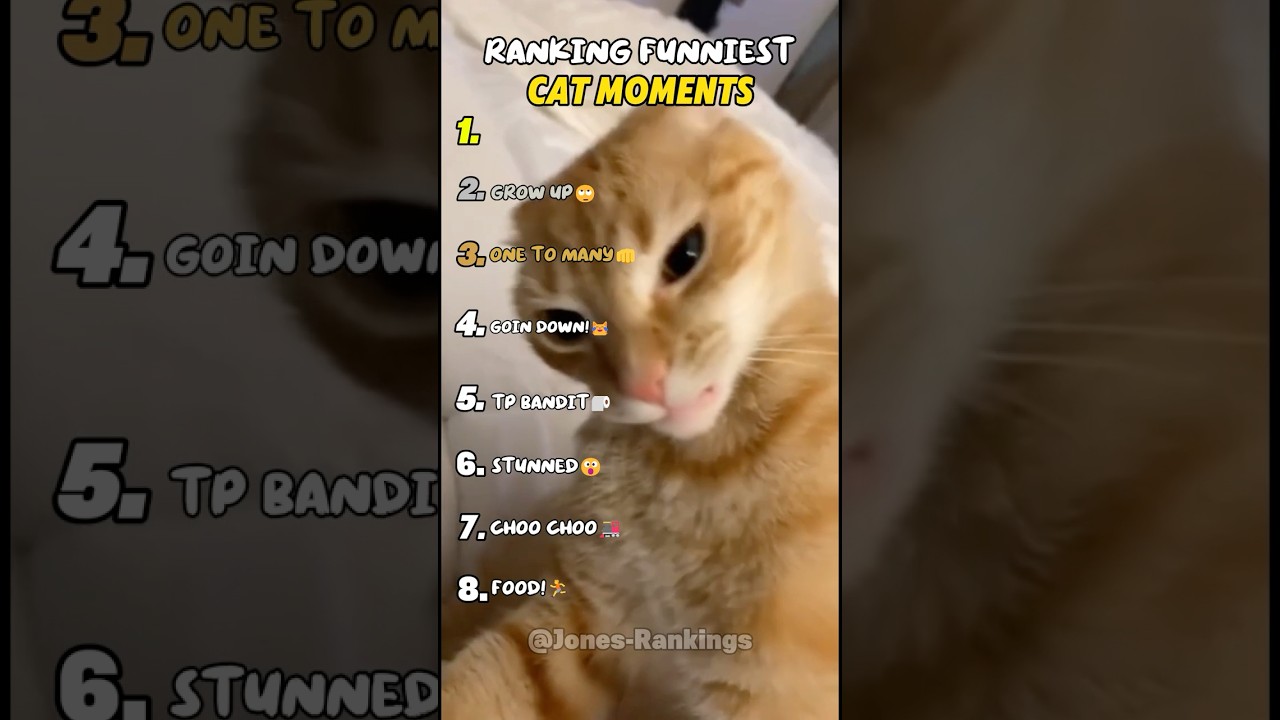 Top Funny Cat Moments to Make You Smile π±