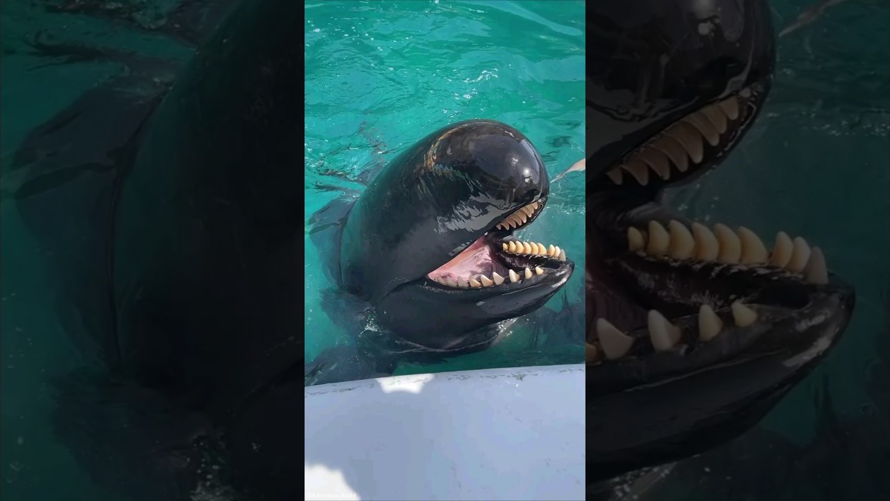 The One Crazy Species That Truly RIVALS Orcas! 🐬