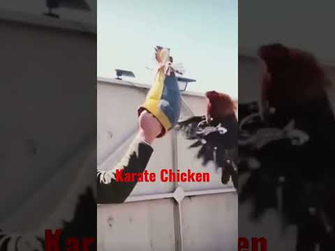 Karate Chicken 😂 #shortvideo #shorts #lol #wow #funny #funnyvideo #chicken #fighting