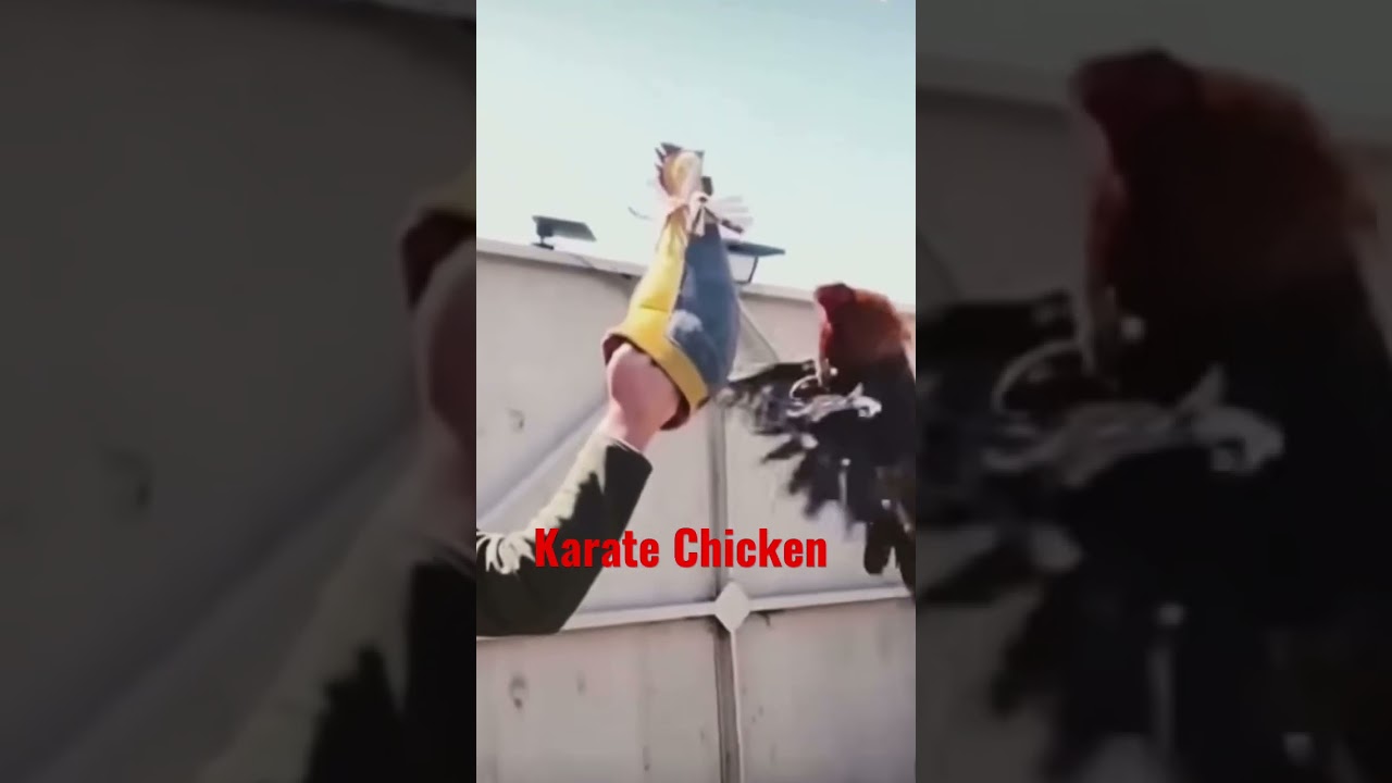 Hilarious Karate Chicken 🤣 | Must-See Short Video!