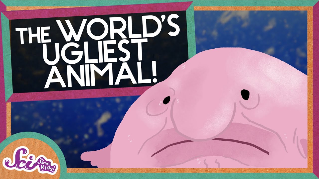 Blobfish: The World's Ugliest Animal 🐟