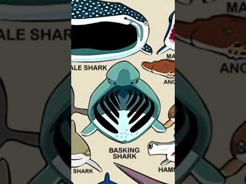 Акула с удивительной внешностью😨 #rge #акула