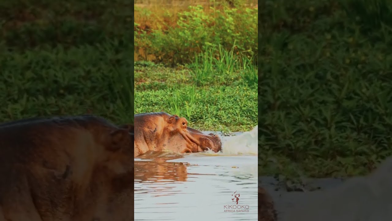 Follow us for more safari & wildlife content! #discoverafrica #wildlife #eastafrica