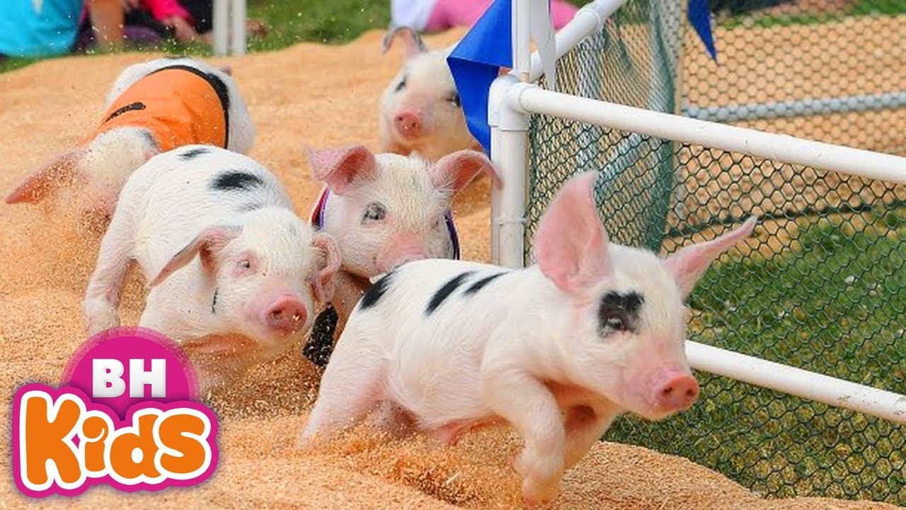 Bài Hát Thiếu Nhi Tiếng Việt Hay Nhất ♫ Con Heo Đất