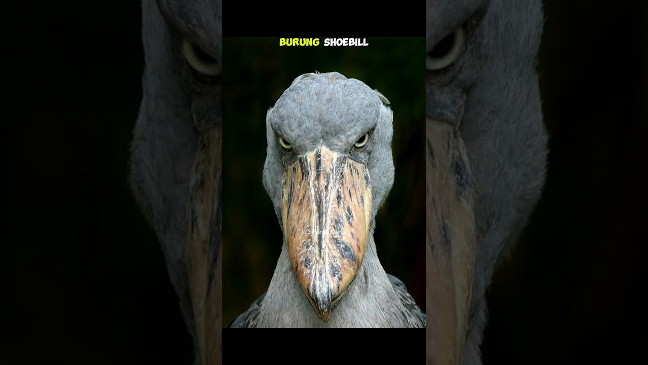 Suara Burung Paling Seram di Dunia 🦜