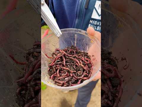 Идеальная добавка для ЛИНЯ и ЛЕЩА #рыбалка #фидер #линь #лещ