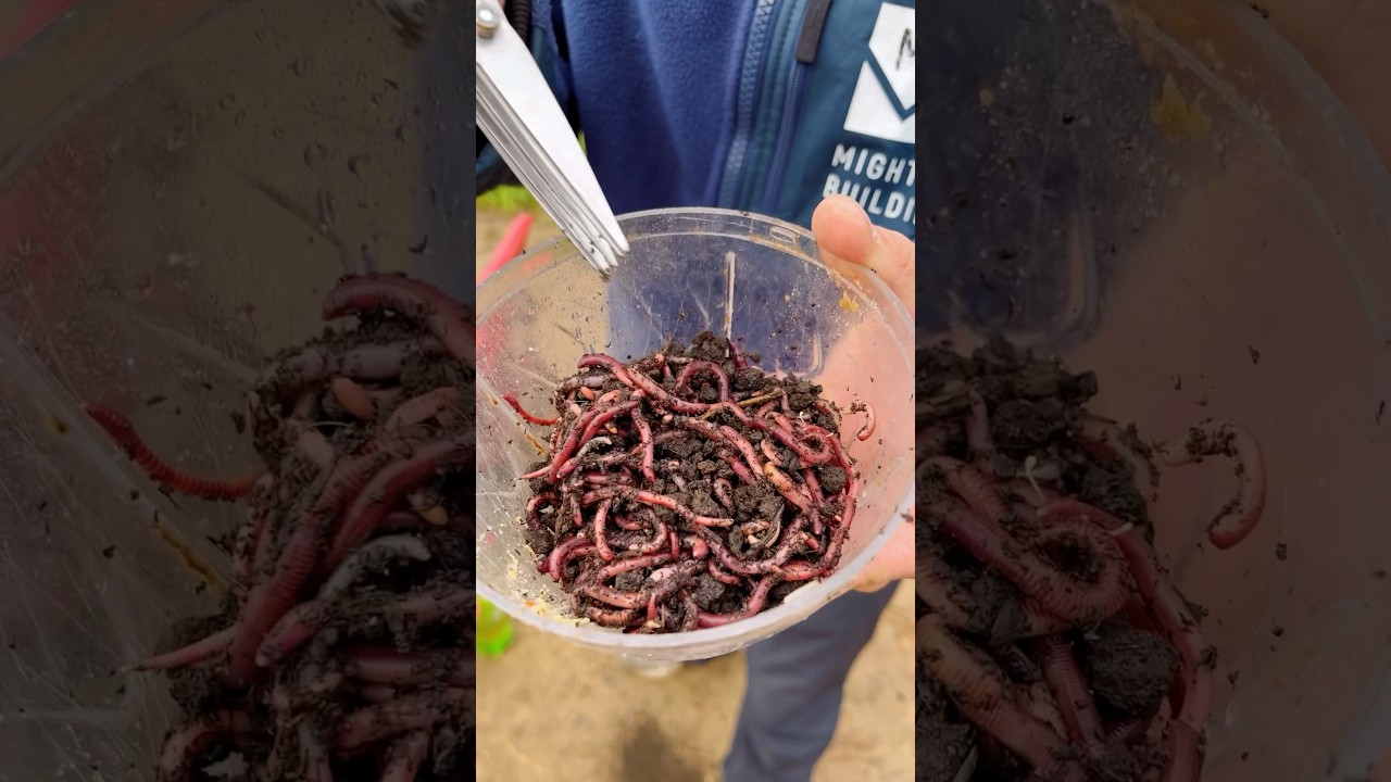 Лучшее средство для ловли ЛИНЯ и ЛЕЩА 🎣 — Узнайте секреты успешной рыбалки!