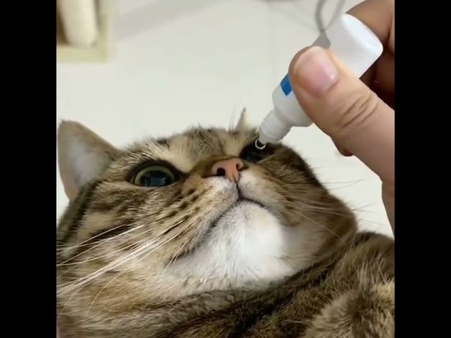 Kedi Göz Damlası Nasıl Yapılır? 🐱