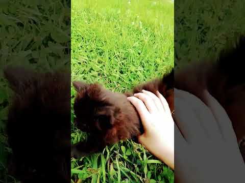 улыбка похожа на рай ( имя котёнка уголёк)