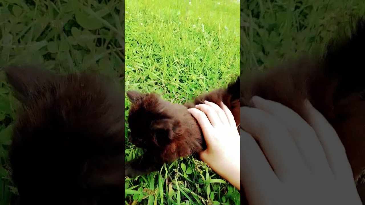 Улыбка похожа на рай: история котёнка Уголёк