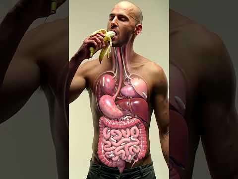 Inside Your Gut: 3D Animation of Banana Digestion