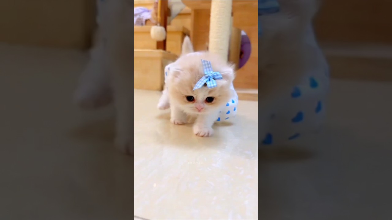 Adorable & Funny Cat Moments You Can't Miss 😻