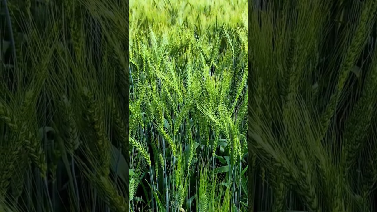 गेहूं बोने का सही समय और खाद 🌱
