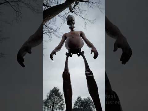 Somewhere in the forest