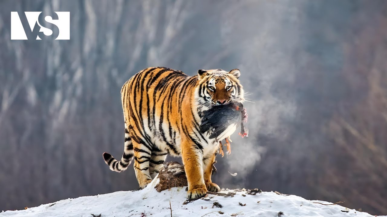 Sibérie Sauvage : Loups, Tigres et Glaces Éternelles ❄️ | Documentaire Animalier