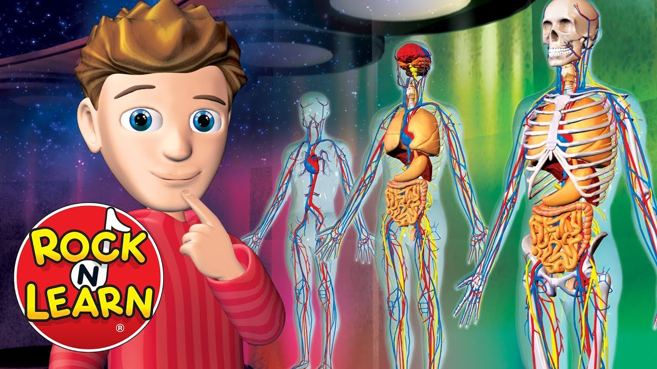 Human Body Science for Kids 🧠