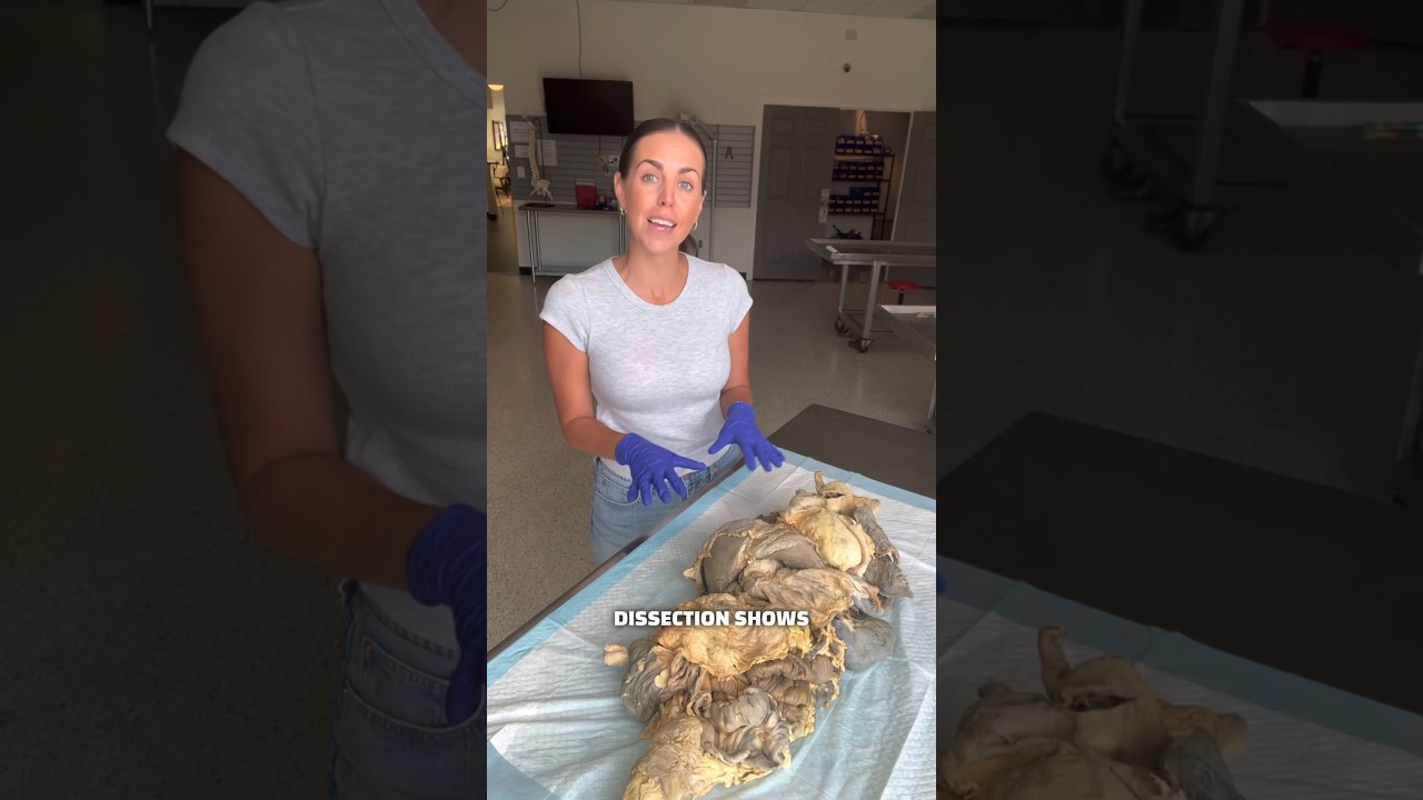 Explore the Human Body 🧠