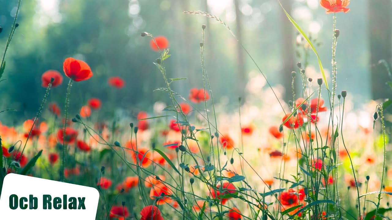 12 Hours of Relaxing Piano & Bird Sounds ๐ถ