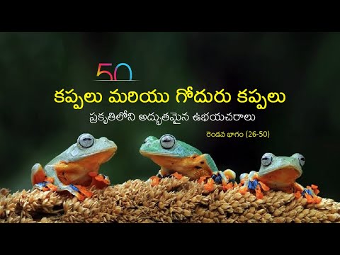 కప్పలు మరియు గోదురు కప్పలు - ప్రకృతిలోని అద్భుతమైన ఉభయచరాలు (రెండవ భాగం) I LSKSM Vlogs