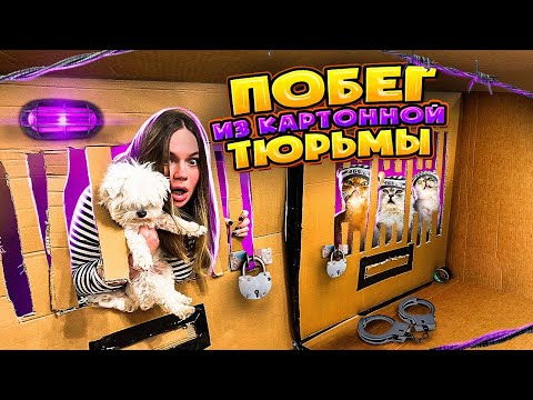 ПОБЕГ ИЗ КАРТОННОЙ ТЮРЬМЫ С КОТАМИ ЧЕЛЛЕНДЖ