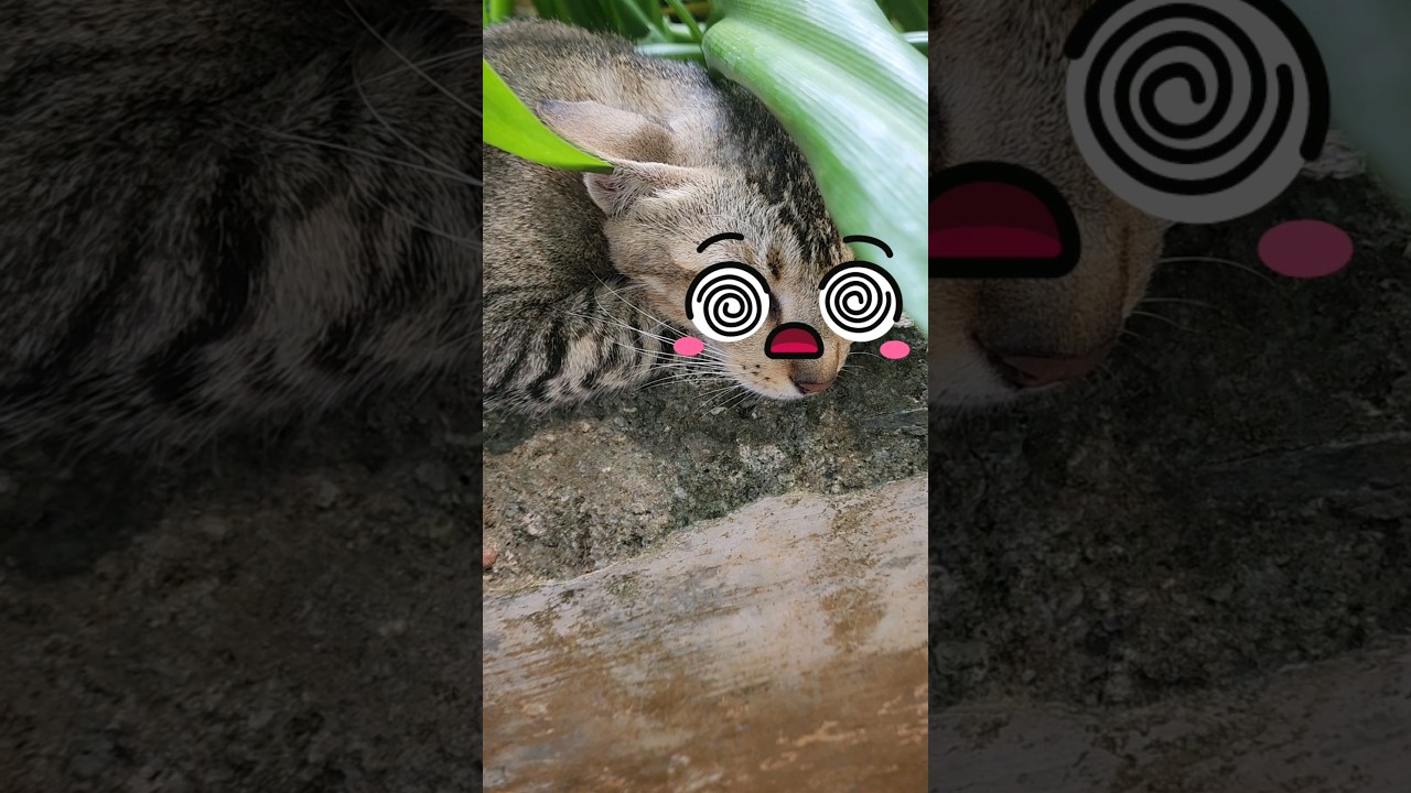 Lucu! Kucing Sembunyi dan Tidur Pulas 🐱