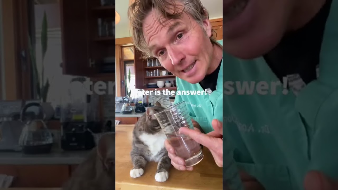 Relieve Cat Urinary Tract Pain π±