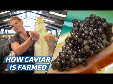 The Farming and Processing of Russian Sturgeon Caviar at Marshallberg Farm