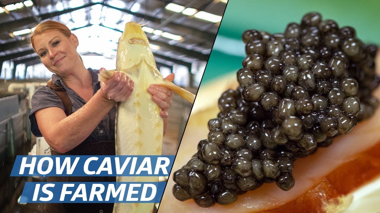 The Farming and Processing of Russian Sturgeon Caviar at Marshallberg Farm