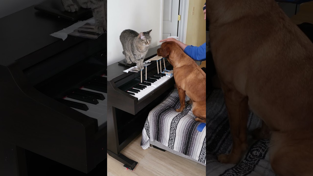 Dog & Cat Play Classical Piano 🎹