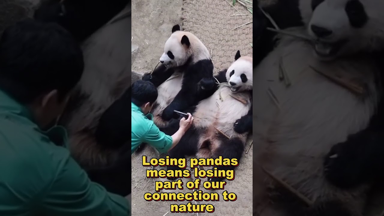 What if Pandas Vanished from Earth? 🐼