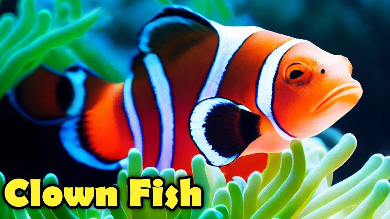 10 Surprising Facts About Clownfish π You Never Knew!